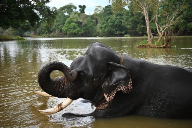 Dubare Elephant Camp route