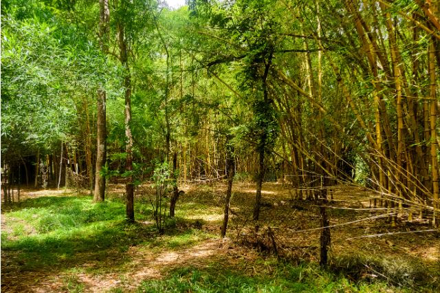 Nisargadhama nature island near Coorg